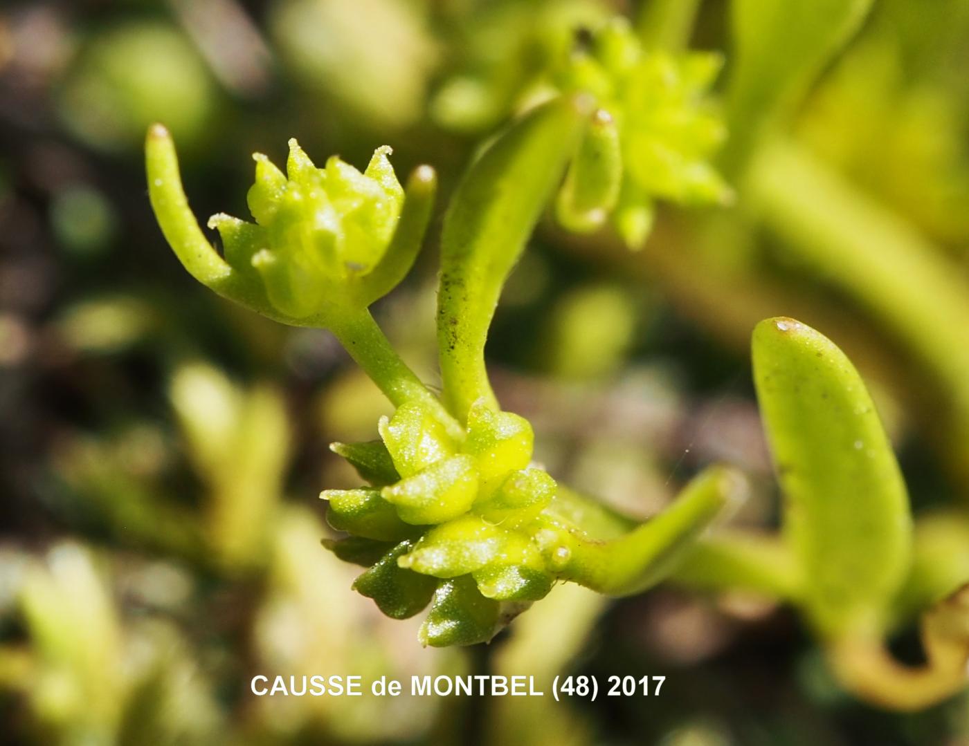 Buttercup, (nodal flowering) fruit